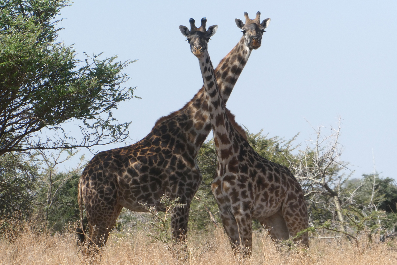 A pair of giraffes.