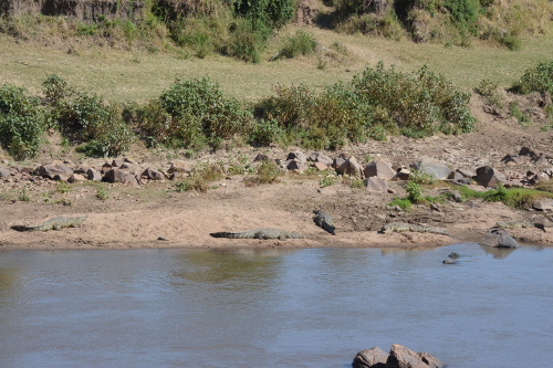 Four Nile Crocodiles on the bank of the Mara River.