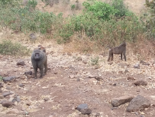 Two baboons.