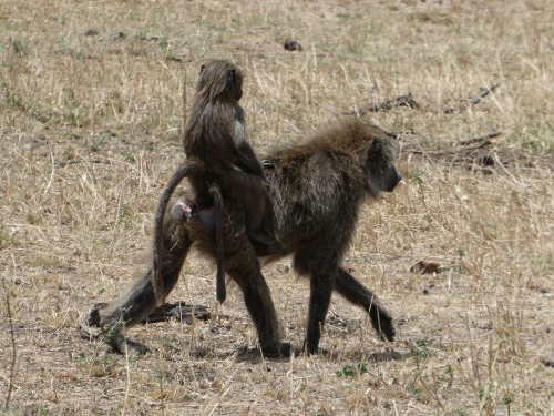 Baboon baby riding on moma's back.