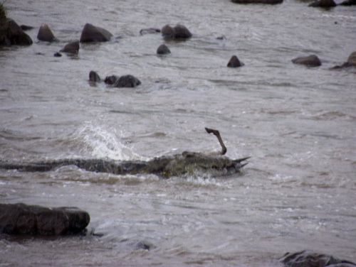 A Nile Crocodiles with a wildebeest in it's mouth.