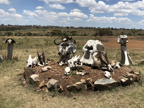Bones outside The entrance to Serengeti National Park.