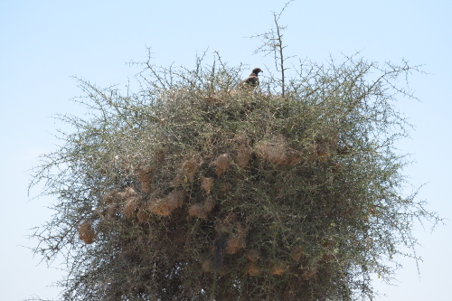 A Tawny eagle in a tree.