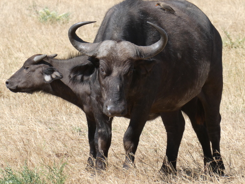 A group of cape buffalo.