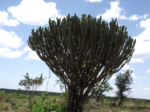 A Candelabra Tree.