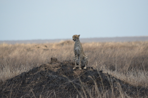 A cheetah sitting on a termite mound.