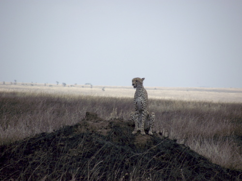 A cheetah standing on a termite mound.