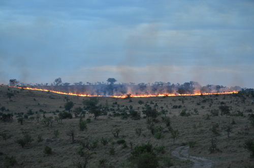 A controlled burn on the Serengeti.