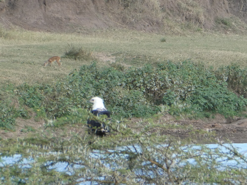 An African Fish Eagle.
