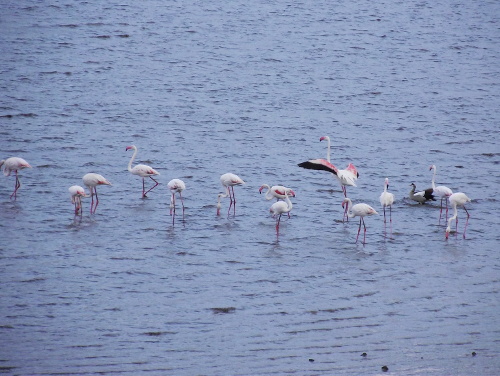 A flock of pink flamingos.