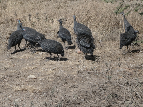 A group of Guinea Fowl.