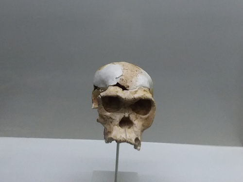 A skull of Homo Habilis at Olduvai Gorge.