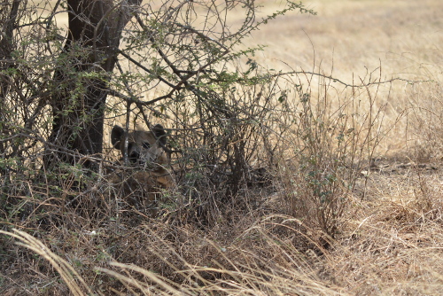 A spotted hyena hiding under a bush.