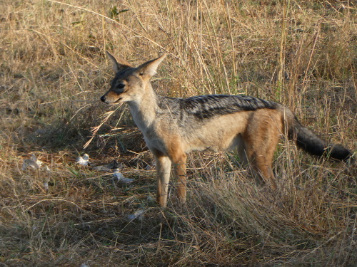 A black-backed jackal.