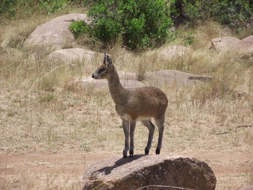 A Klipspringer standing on a rock.
