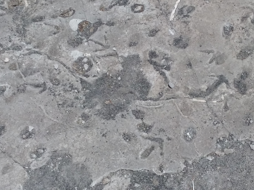 3.7 million year old animal footprints at Laetoli.