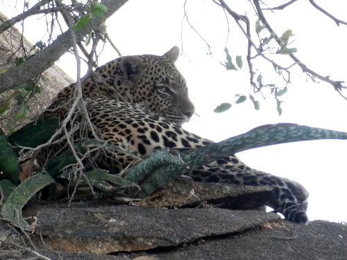 A leopard hiding in the rocks