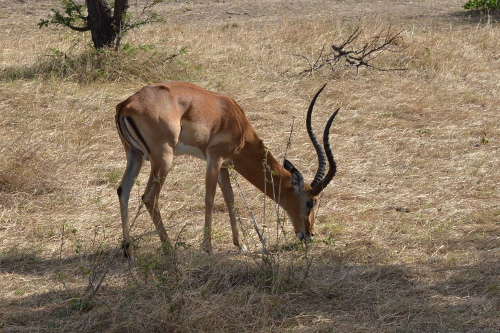 A magnificent male impala.