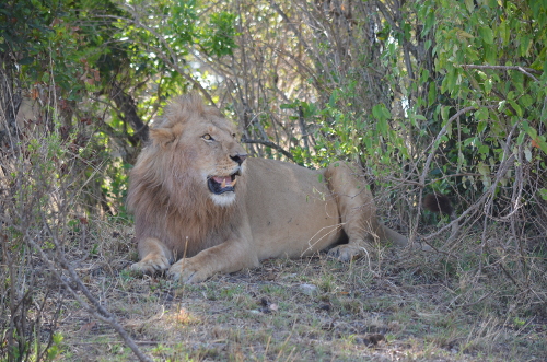 A male lion resting in the shade.