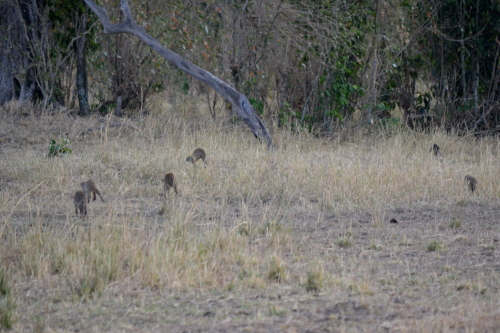 A group of mongoose running away.