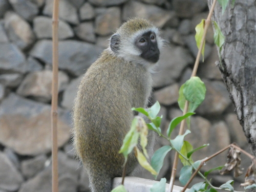 A vervet monkey at Rivertrees.