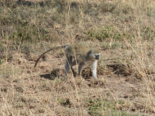 A vervet monkey on the Serengeti.