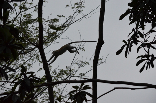 A vervet monkey jumping between branches.