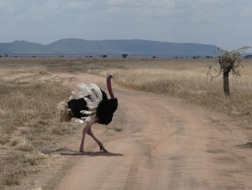A Male Ostrich.