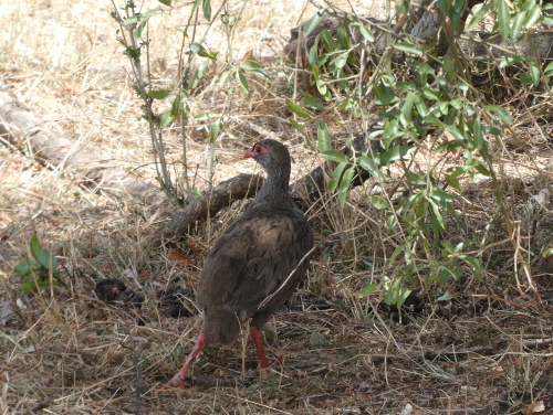 A red-necked spurfowl.