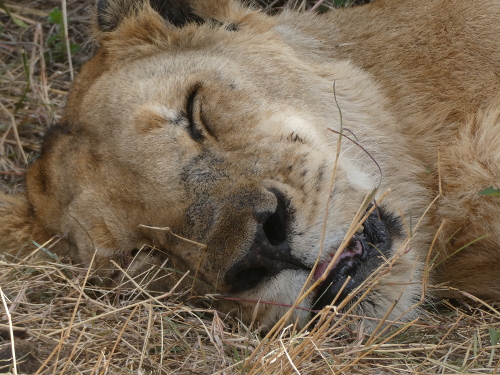 A close-up of a sleeping lion.