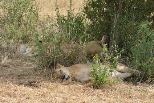 A group of lions sleeping.