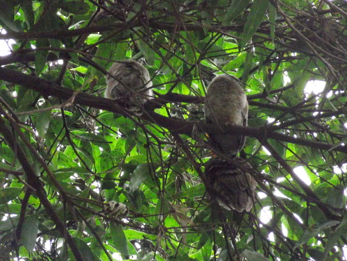 A group of sleeping owls in a tree at Rivertrees Resort.
