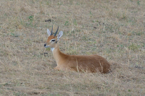 A steenbok laying in the grass.