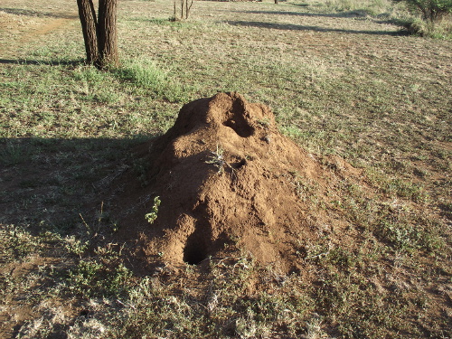 A termite mound.