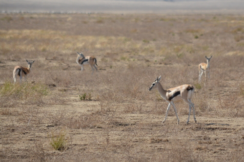 A group of Thompson's gazelles