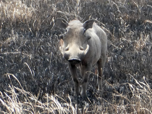 A male warthog with impressive tusks.