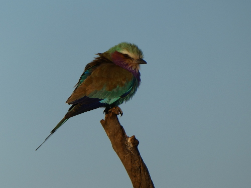 A Lilac-breasted Roller.