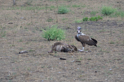 A lone vulture at a carcass.