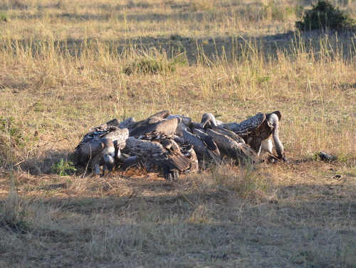 A group of vultures at a carcass.