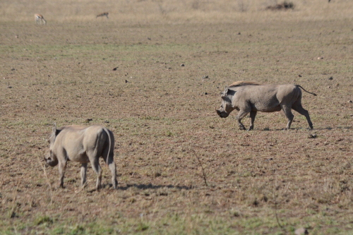 Two warthogs.
