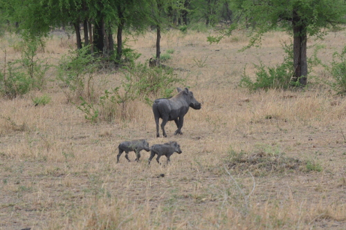 A mother warthog with babies.