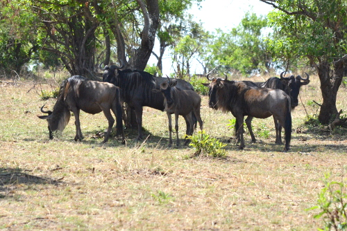 A group of wildebeest.