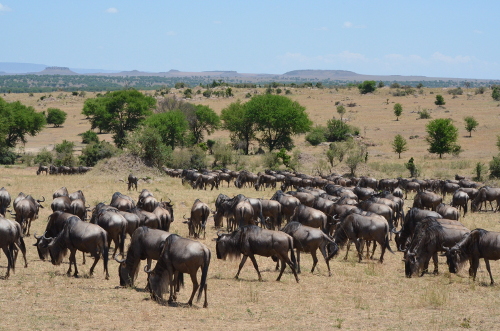 A large herd of wildebeest.