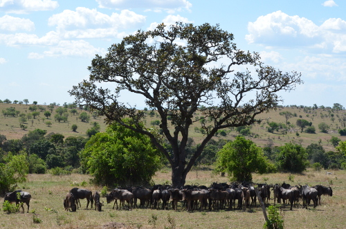 A bunch of wildebeest huddling in the shade of a tree.