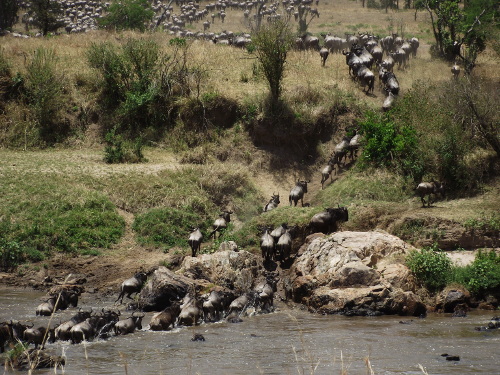 Huge numbers of wildebeest crossing the Mara River.