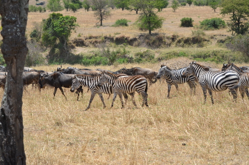A mixed herd of zebra and wildebeest.