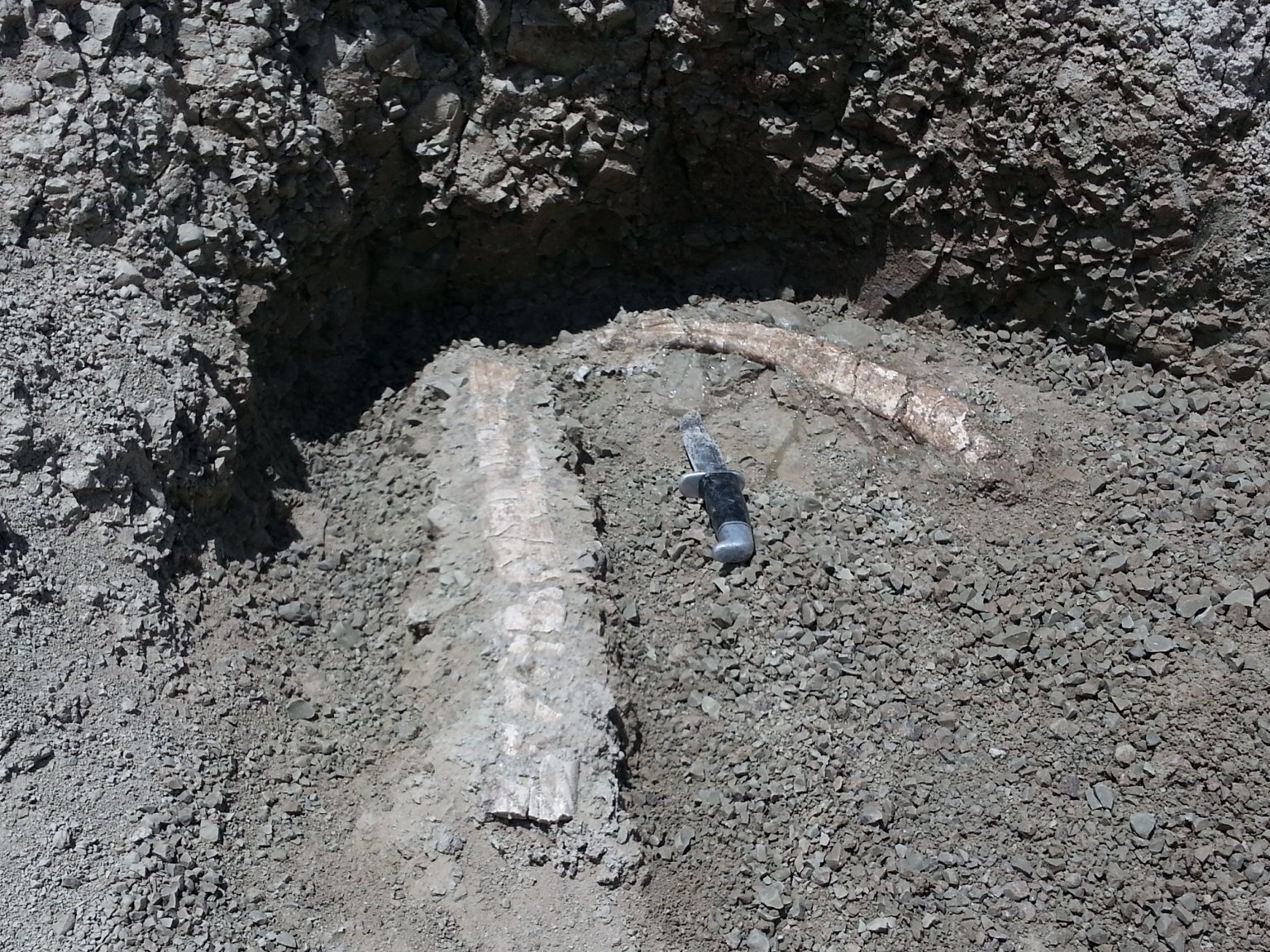 Titanothere ribs found in the white River Badlands of Nebraska.