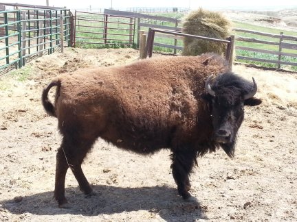 A buffalo at the homestead.