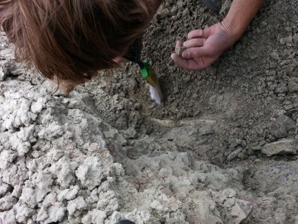 Joe digging out rhino ribs.