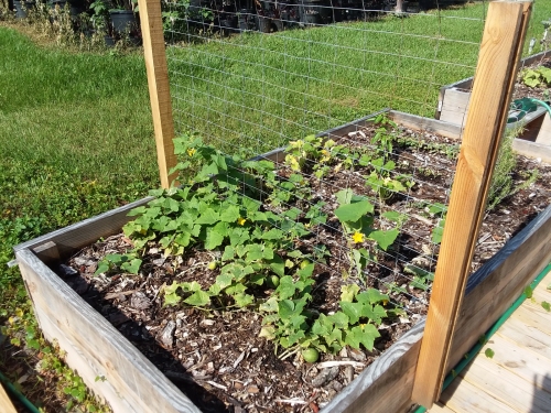 A simple trellis for cucumber vines to climb.